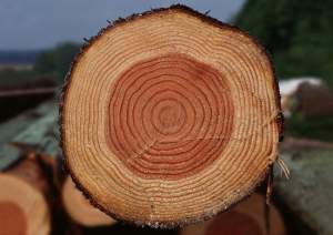 Площадь срезов всех ветвей дерева на каждой высоте остается одинаковой и равна площади среза основного ствола