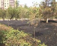 В Каспийске в результате поджога сгорело более 100 квадратных метров парковой зоны.