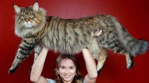Руперт самый крупный из нераскормленных котов в мире