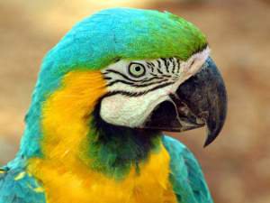 Почему попугаи говорят?