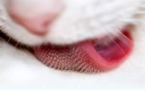 Почему у кошек шероховатый язык?