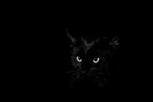 Почему глаза кошки светятся в темноте?