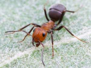 Зачем муравьям разведчики?