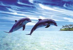 Дельфинарии &#8212; тюрьмы для дельфинов