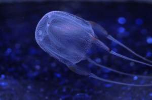 Коробчатая медуза убивает болью