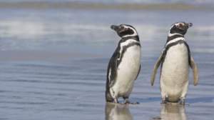 Пара пингвинов хранит друг другу верность 16 лет!