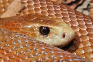 Австралийский юноша выжил после укуса змеи, способной убить 100 человек