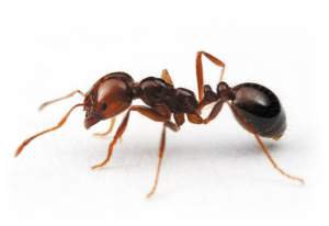 Ученые обнаружили муравьиный интернет