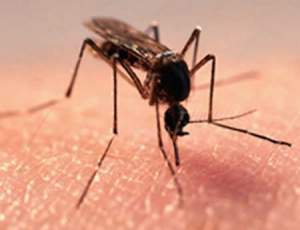 Почему комариные укусы вызывают зуд?