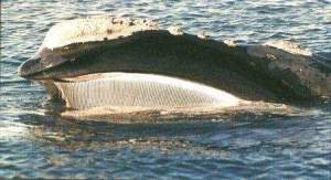 Интересные факты о китовом усе