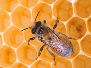 Из жизни пчёл
