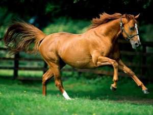 10 фактов о лошадях