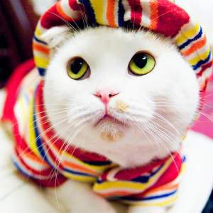 28 вопросов и ответов о котах