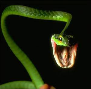 7 шокирующих фактов о змеях