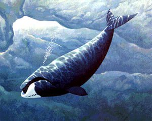 10 фактов о китах