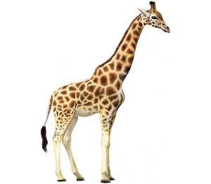 30 фактов о жирафах