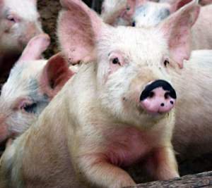 Почему свиньи любят валяться в грязи?