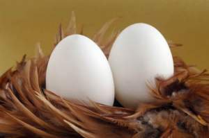 Мифы о яйцах