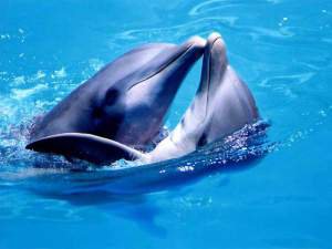 По сложности социальная структура популяции дельфинов близка к человеческой