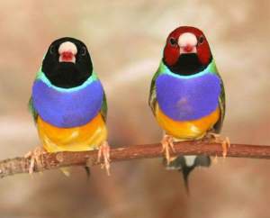 Неравный брак делает птиц несчастными