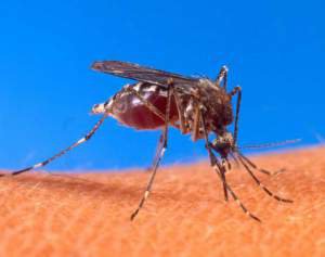 Экологически чистые методы борьбы с комарами