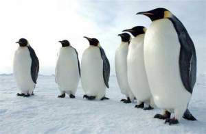 О чистоте пингвинов