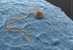Ученые научились выращивать «дееспособные» сперматозоиды