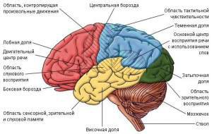 Человеческий мозг – самый сложный и малоизученный орган