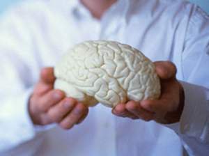 10 фактов о человеческом мозге