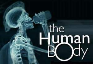 10 мифов о человеческом теле